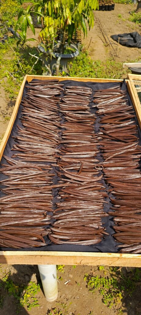 curing vanilla3