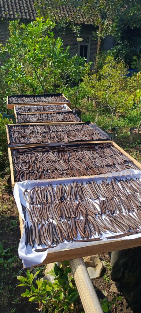 curing vanilla4