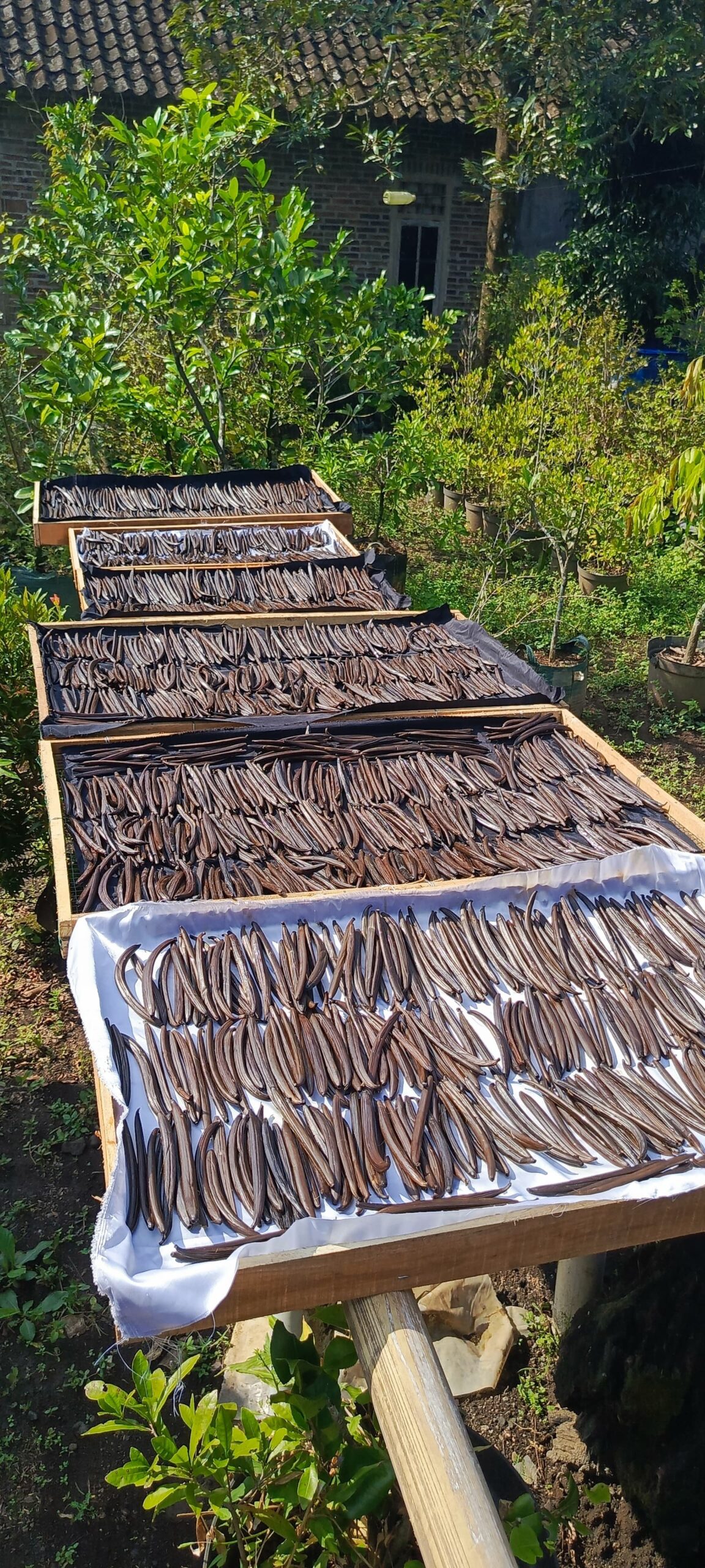 වැනීලා වගාව 4