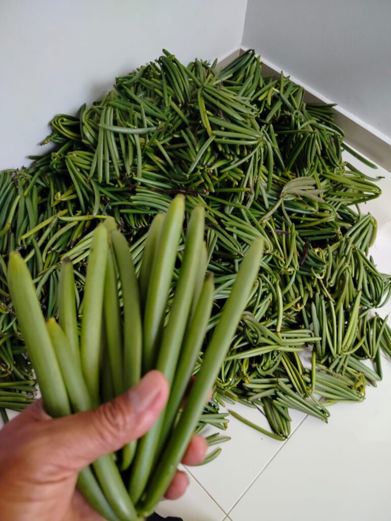 harvesting green vanilla3
