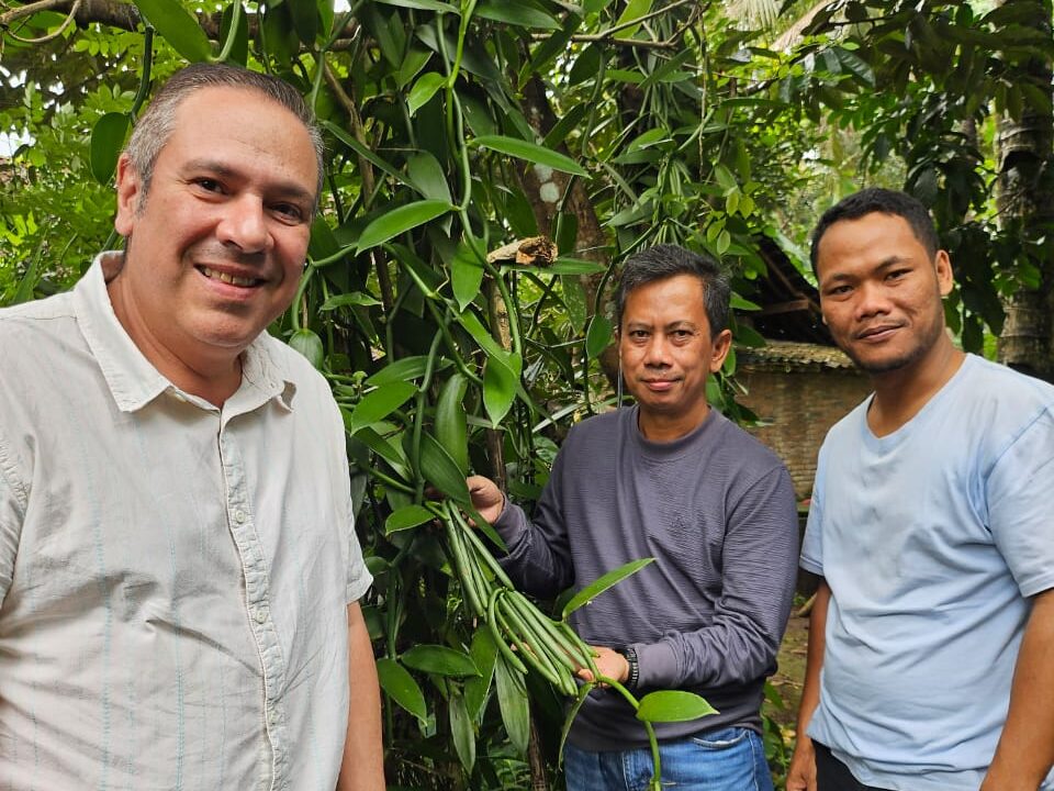 vanilla cultivation