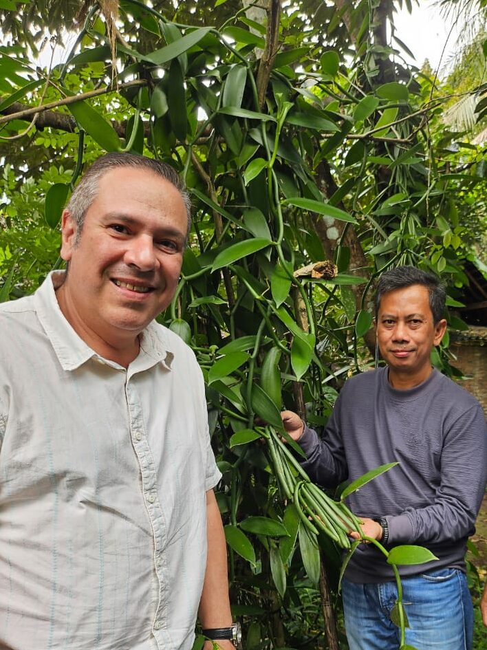 vanilla cultivation
