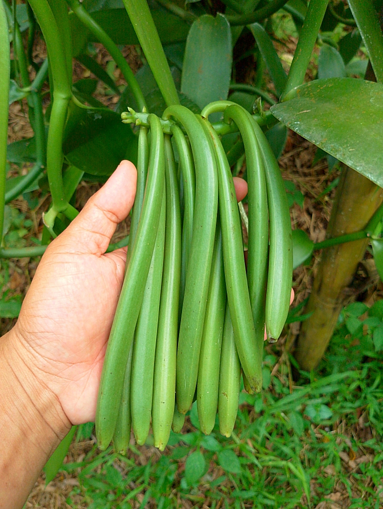 vanilla cultivation1