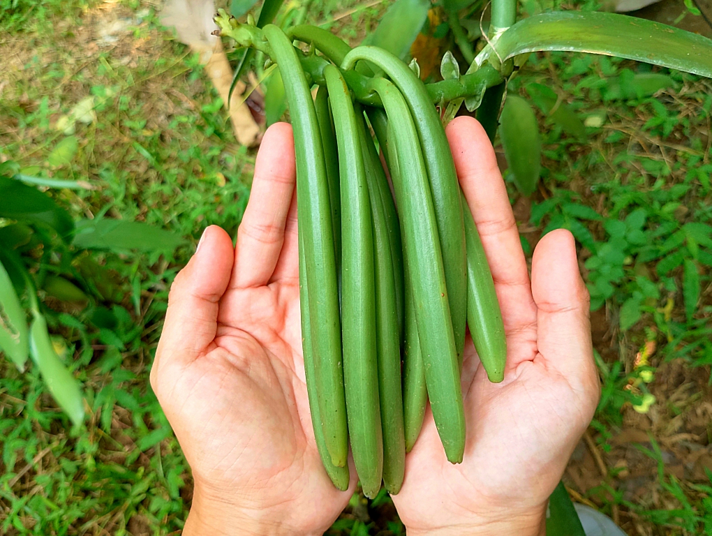 vanilla cultivation2