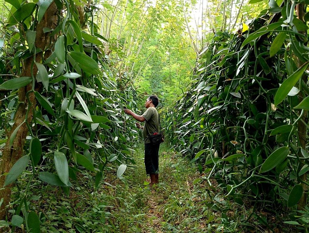 vanilla cultivation3
