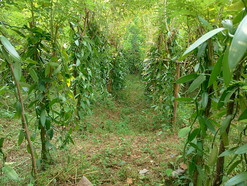 vanilla cultivation4